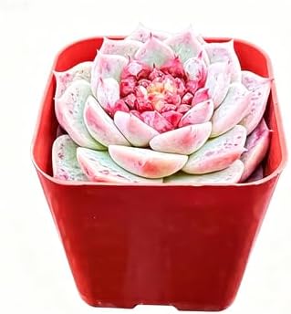 Sprout N Green Echeveria 'Red Velvet' Sugar Heart, Rare Live Succulent Plant Fully Rooted in 2" Planter with Soil, Home Office Indoor Outdoor Wedding Decoration DIY Projects Party Favor