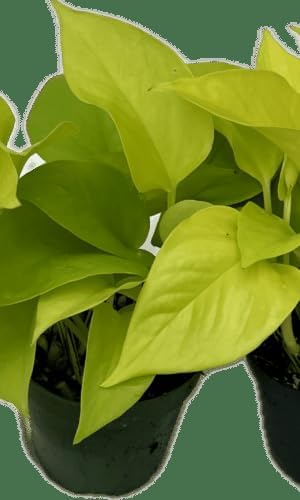 RedCrocus Pilea Assorted Indoor Plant- Decorative Foliage, Pet Safe, Easy Care, Versatile for Home & Office 8" Hanging Basket