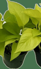 RedCrocus Pilea Assorted Indoor Plant- Decorative Foliage, Pet Safe, Easy Care, Versatile for Home & Office 8" Hanging Basket