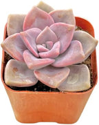 2" Graptopetalum Purple Delight Unique Succulents Plants Live, Live Starter Succulent Plants, Easy Care House Plants Rooted in Succulent Soil Mix, By The Succulent Cult