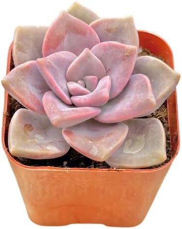 2" Graptopetalum Purple Delight Unique Succulents Plants Live, Live Starter Succulent Plants, Easy Care House Plants Rooted in Succulent Soil Mix, By The Succulent Cult