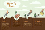 Brighter Blooms - Lavender Rose of Sharon Althea Tree, 4-5 ft. - No Shipping to AK, AZ, HI, OR