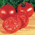 Clovers Garden Big Boy Tomato Plants- Two (2) Live Plants – Non-GMO - Not Seeds – Each 4"-8" Tall in 4 Inch Pots - Great Canner & Slicer
