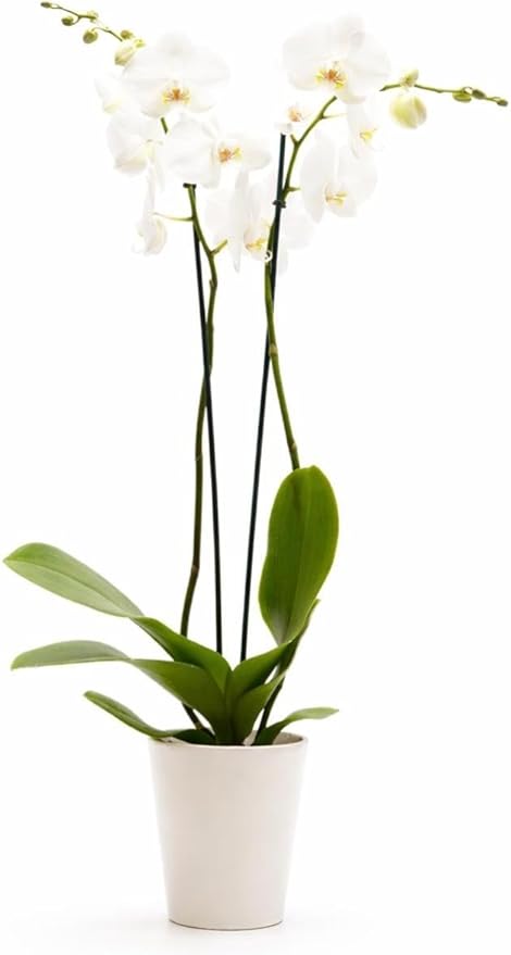 DecoBlooms Premium Pearl 5” Orchid Live Indoor Plant (Modern Pot Included) – Grown in the USA - Fresh Flowering Home Decor Delivery for Birthday, Anniversary, Sympathy, Wedding, Mother's Day