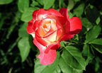 100+ Rare Rose Seeds Mixed Colors Flowers Garden Planting