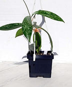Hoya Publicalyx Red Button Wax Plant Rare Live Establish in 4'" Pot