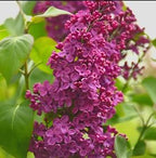 Red Pixie Lilac Shrub – Fragrant Reblooming Lilac Bush | Cold Hardy, Drought Resistant & Low Maintenance | Attracts Butterflies & Bees | Perfect for Small Gardens & Containers – Live Plant