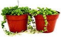 String of Pearls Succulents Plants Live, Succulent Plants Fully Rooted, Rare House Plant for Home Office Decoration, DIY Projects, Party Favor Gift by Fatplants (2, 4 Inch)
