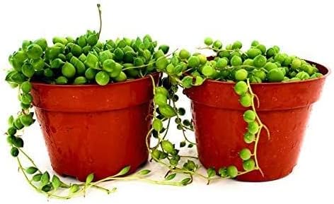 String of Pearls Succulents Plants Live, Succulent Plants Fully Rooted, Rare House Plant for Home Office Decoration, DIY Projects, Party Favor Gift by Fatplants (2, 4 Inch)
