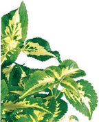 Coleus (Coleus Blumei), Living Plant