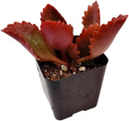 Live Succulent Cactus Plants from USKC (2" Pot) (Kalanchoe Sexangularis)