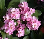 Klara Indian howthorn Pink 2.5"" Pot, Green, pink, white