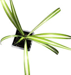 Smoke Camp Crafts Organic Spider Plant Collection - Vittatum, Shamrock and Reverse Variegated Spider Plants in 2.5-Inch Pots