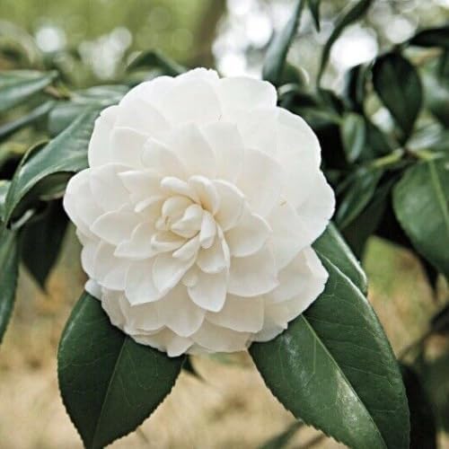 Live White Camellia Flower Plant in 4 Inch Pot, 6–10 Inch Tall Camellia Japonica Shrub for Outdoor Garden, Patio, or Landscape Planting