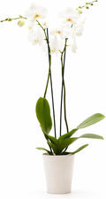 DecoBlooms Premium White 5” Orchid Live Indoor Plant (Modern Pot Included) – Grown in the USA - Fresh Flowering Home Decor Delivery for Birthday, Anniversary, Sympathy, Wedding, Mother's Day