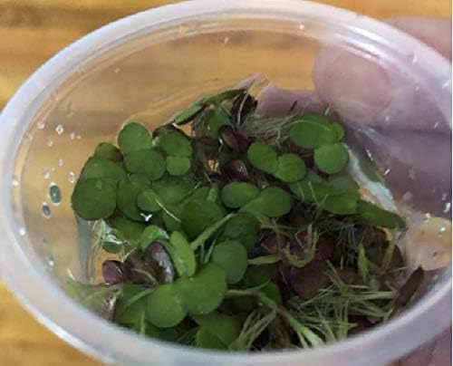 40+ Giant Duckweed (Spirodela polyrhiza) Live Floating Plants for Aquarium or Pond