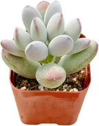 2" Cotyledon Orbiculata Silver Peak Unique Succulents Plants Live, Live Starter Succulent Plants, Easy Care House Plants Rooted in Succulent Soil Mix, By The Succulent Cult