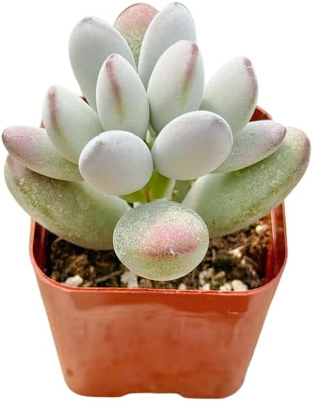 2" Cotyledon Orbiculata Silver Peak Unique Succulents Plants Live, Live Starter Succulent Plants, Easy Care House Plants Rooted in Succulent Soil Mix, By The Succulent Cult
