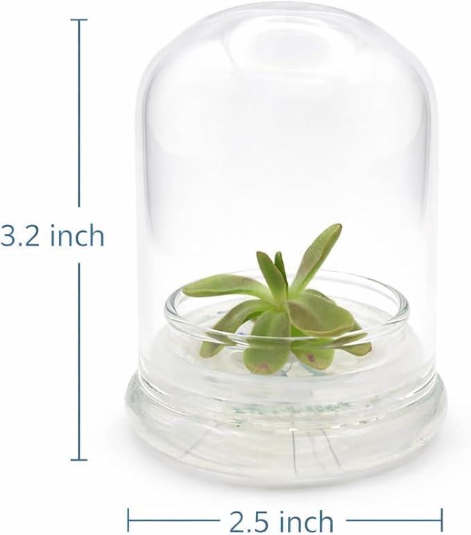 Bloomify Live Pinguicula ‘Fumiko’ Butterwort Carnivorous Plant Terrarium – No Water Indoor Plant, Zero Care Soil-Free Self Growing Kit, Mini Desk Plant, Home Decor, Pet-Safe Unique Gift