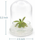 Bloomify Live Pinguicula ‘Fumiko’ Butterwort Carnivorous Plant Terrarium – No Water Indoor Plant, Zero Care Soil-Free Self Growing Kit, Mini Desk Plant, Home Decor, Pet-Safe Unique Gift