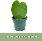 Hoya Heart Kerri Live Plant 2 inch Pot - Heart Succulents Plants Live - Rare Air Purifying Succulents House Plants for Home Office Wedding Decorations & Birthday Gift (Heat Pack Included)