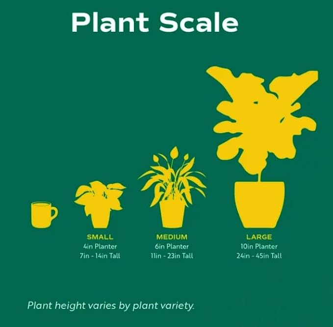 Fern 'Blue Star' | Live Plant for Indoor & Outdoor | for Living Room, Office, Bathroom | (4" Pot)