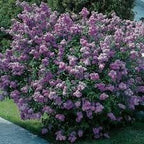 Live Old Fashion Lilac Plant, Live Lilac Bush 8-12 Inches Tall, Purple Fragrant Flowers, Well Rooted