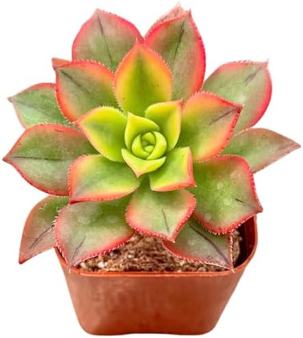 2" Aeonium Kiwi Tricolor Unique Succulents Plants Live, Live Starter Succulent Plants, Easy Care House Plants Rooted in Succulent Soil Mix, By The Succulent Cult