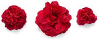 Proven Winners - Chaenomeles Double Take Scarlet (Quince) Shrub, scarlet/ thornless, #2 - Size Container