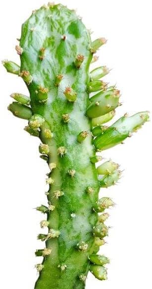 Live Cactus Plants, Fully Rooted 2-inch Cactus Succulent Plants, Rare Varieties for Gift or Home Decoration (Variegated Joseph's Coat Cactus)