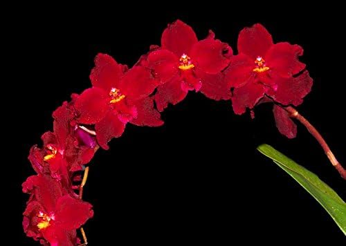 4 Live Orchid Plants + HP to Choose (Oncidiums + Heat Pack)