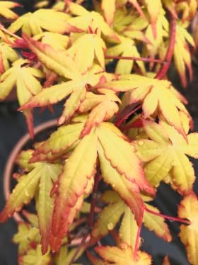Golden Falls Japanese Maple Tree – Rare Cascading Variety – Brilliant Golden Foliage – Perfect for Landscape, Garden, Patio & Bonsai –3 Year Live Plant