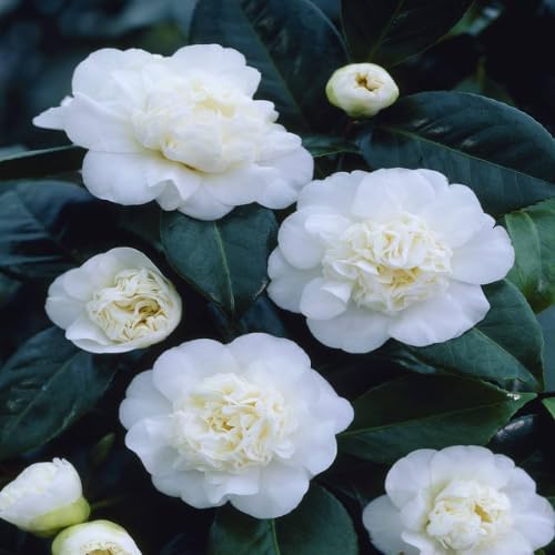 Live White Camellia Flower Plant in 4 Inch Pot, 6–10 Inch Tall Camellia Japonica Shrub for Outdoor Garden, Patio, or Landscape Planting