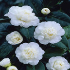 Live White Camellia Flower Plant in 4 Inch Pot, 6–10 Inch Tall Camellia Japonica Shrub for Outdoor Garden, Patio, or Landscape Planting