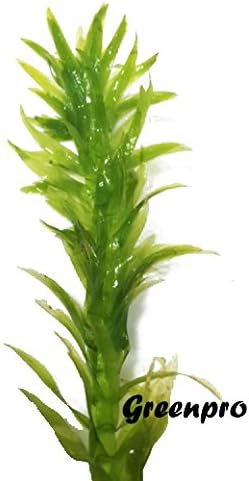 3 Bundles Anacharis Egeria Densa Elodea Live Aquarium Plants Freshwater Pond Aquatic Water Plant Decorations by Greenpro
