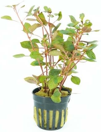Live Aquarium Plants Variety Pack – Nursery’s Choice Easy Beginner 6-Pot Package | Freshwater Tank Starter Kit, Hardy Low-Light Aquatic Plants