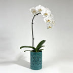 Ceramic Orchid Pot 4 Inch, Orchid Pots with Holes, Plant Pot for Repotting, Flower Planter Pot Indoor Outdoor, Green Chirstmas Gift for Women.