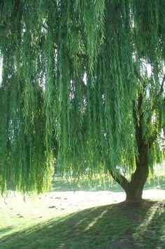 5 Willow Trees- Ready to Plant - 2 Weeping Willow Trees + 2 Austree Hybrid Willow Trees + 1 Corkscrew Willow Tree - Indoor Outdoor Live Trees - Bonsai Starts