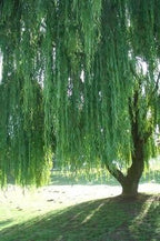 5 Willow Trees- Ready to Plant - 2 Weeping Willow Trees + 2 Austree Hybrid Willow Trees + 1 Corkscrew Willow Tree - Indoor Outdoor Live Trees - Bonsai Starts