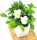 Gardenia Jasmine Plants Live, Set 3 of Frostproof Cape Jasmine Live Plants, 5 Inches to 7 Inches Long, Plant for Indoors Or Outdoor Gardening