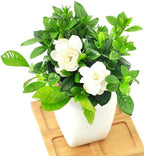 Gardenia Jasmine Plants Live, Set 3 of Frostproof Cape Jasmine Live Plants, 5 Inches to 7 Inches Long, Plant for Indoors Or Outdoor Gardening