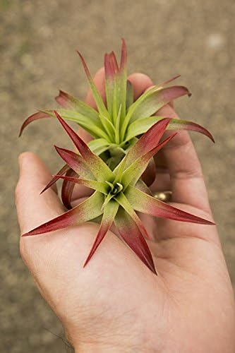 Garden in the City Air Plant Tillandsia Brachycaulos Red 2 Pack (2-3") Enhanced, Grown and Shipped from California