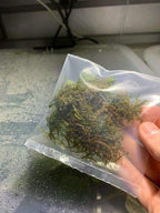 Java Moss Taxiphyllum Barbieri Easy Live Aquarium Plant