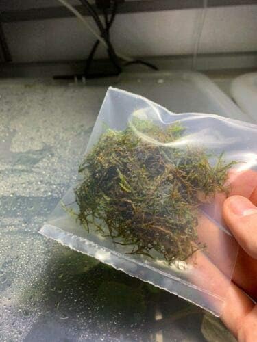 Java Moss Taxiphyllum Barbieri Easy Live Aquarium Plant