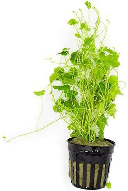 SubstrateSource Live Plant - Lawn Marsh Pennywort (Hydrocotyle sibthorpioides) - Easy to Moderate Care, Medium to High Light, Bright Green Accent, Freshwater Aquatic Plant for Aquascaping - Pot