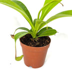 Nepenthes Alata Live Plant in 2" Pot - Carnivorous Live Plants - Easy to Grow Air Purifying Indoor House Plants Flowers for Home Office Wedding Decor & Birthday Gift (Heat Pack Included)