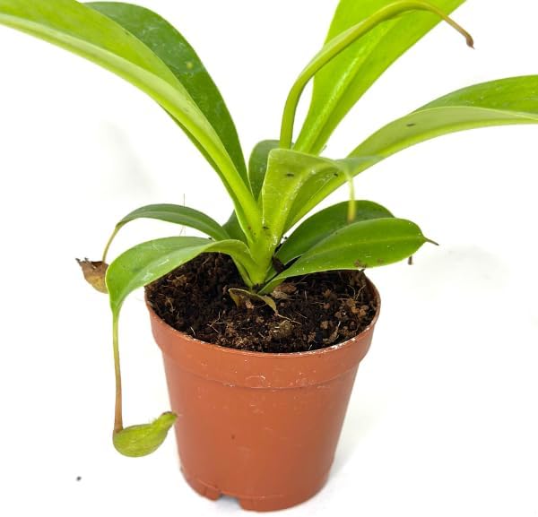 Nepenthes Alata Live Plant in 2" Pot - Carnivorous Live Plants - Easy to Grow Air Purifying Indoor House Plants Flowers for Home Office Wedding Decor & Birthday Gift (Heat Pack Included)