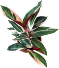 Stromanthe Triostar Live Plant in - Stromanthe Triostar Live Plants - Easy to Grow Air Purifying Indoor House Plants Flowers for Home Office Wedding Decor & Birthday Gift (2")(Heat Pack Included)