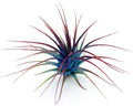 Lonantha Guatemala Tillandsia Live Air Plants- Live Tillandsia Succulent Great for House Indoor Plants, Home Decor & Gift (Rainbow)