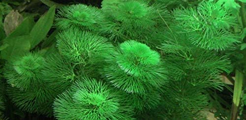 Marcus Fish Tanks Green Cabomba Caroliniana Easy Live Aquarium Plants for Aquatic Freshwater Fish Tank BUY2GET1FREE